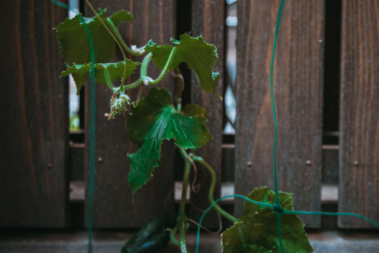 Kumo Machiya Leaves